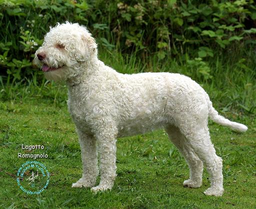 Lagotto Romagnollo 9M047D-14.JPG